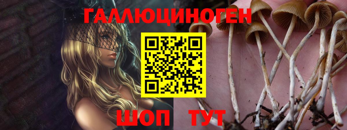 Галлюциногенные грибы Psilocybe  Добрянка  Псилоцибиновые грибы Psilocybe 